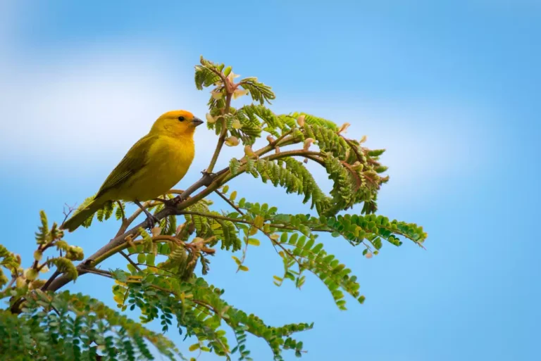 wild canary passerine bird