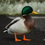 wild duck staying on the sidewalk