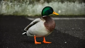 wild duck staying on the sidewalk