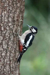 woodpecker Dendrocopos major