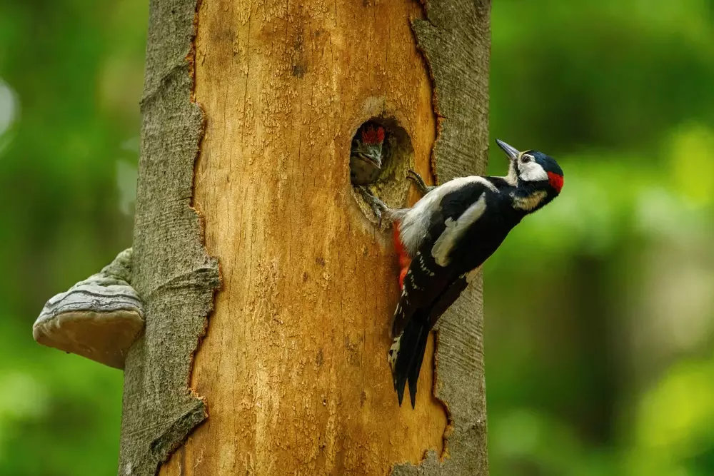 woodpecker feeds chicks