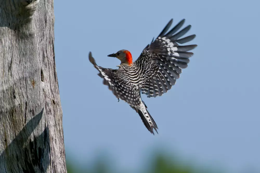 woodpecker flying with food