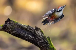 woodpecker in a forest