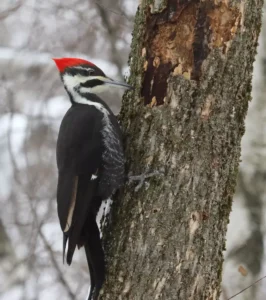 woodpecker isolated