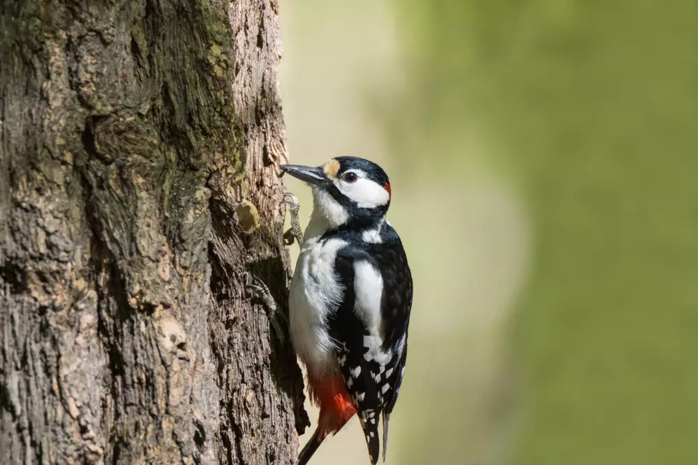 woodpecker sits