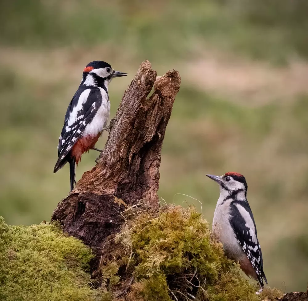 woodpeckers in the wild