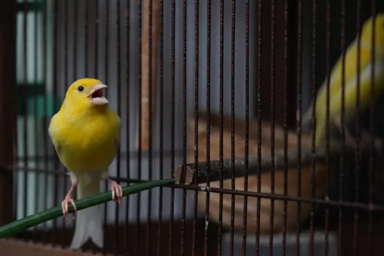 yellow canary bird with cage singing