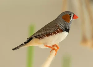 zebra finch male