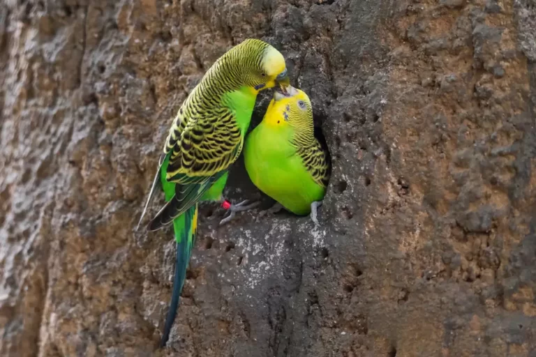 American English budgie'