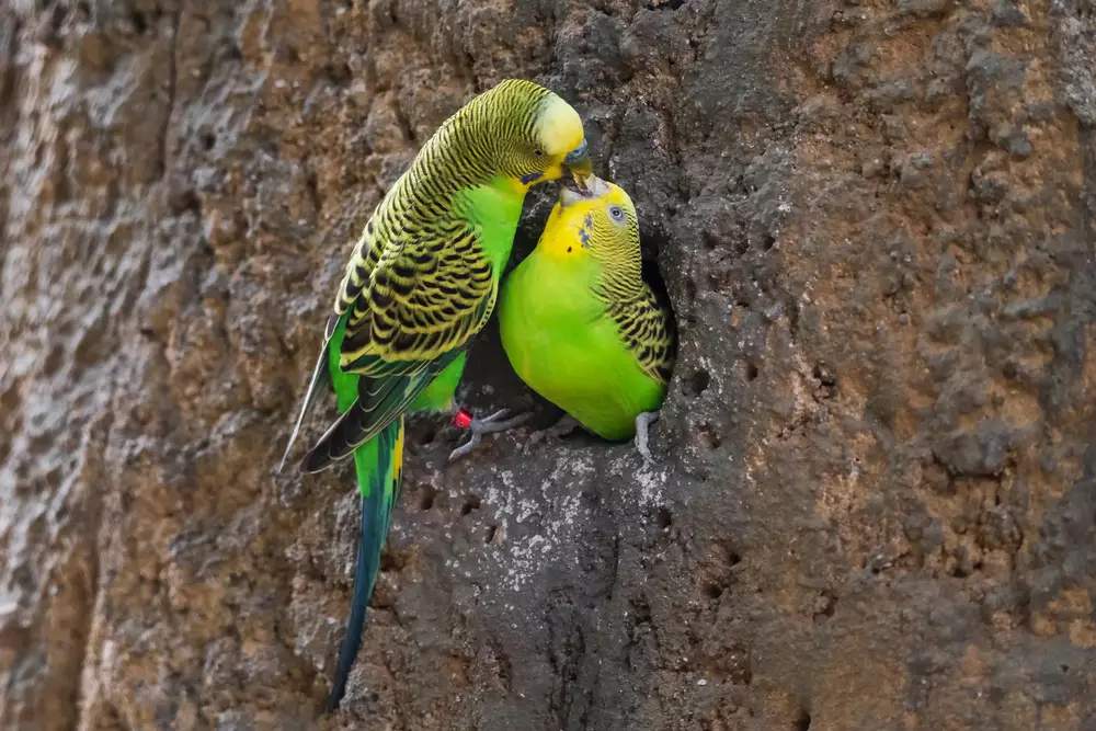 American English budgie'