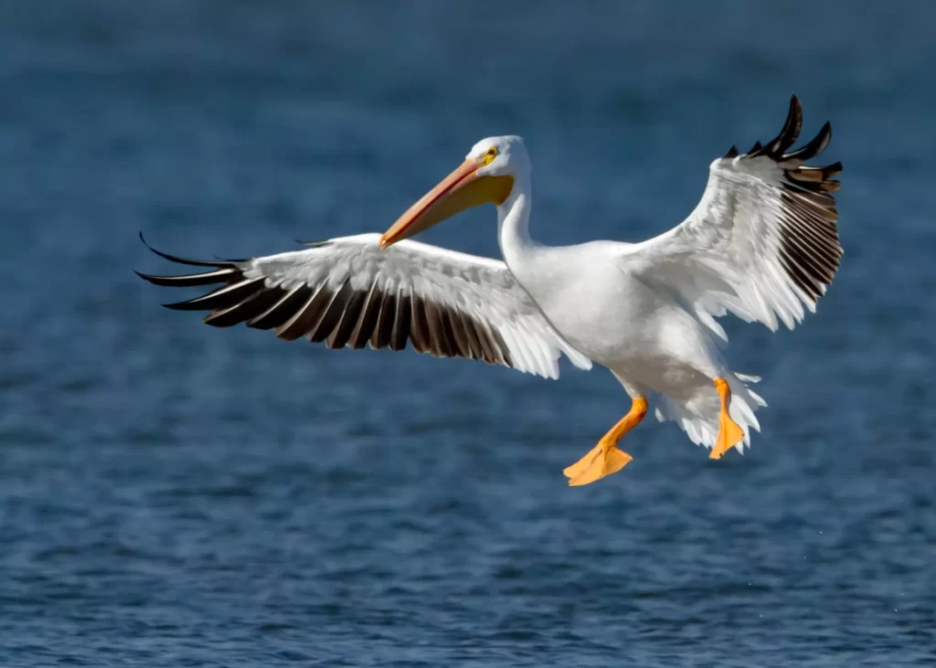 Will Pelicans Bite You? - My Bird Garden