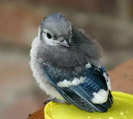 Baby Blue jay bird