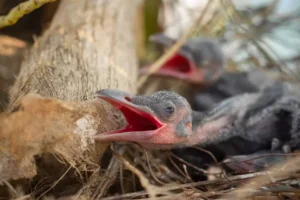 Baby crow is lying