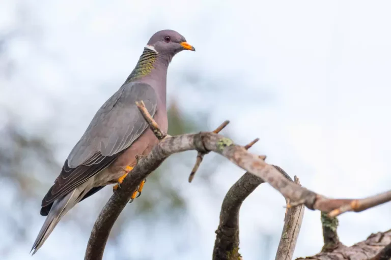 Band-tailed Pigeon sitting