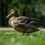 Beautiful duck walking