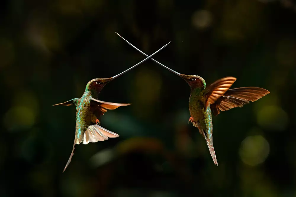 Bird fight with swords