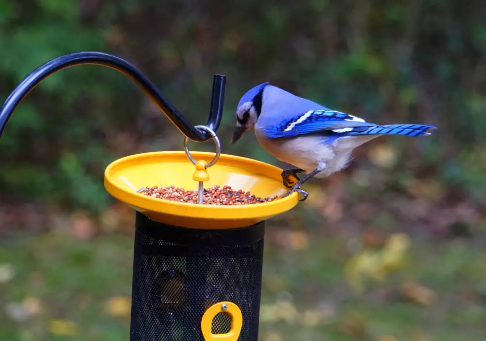 Blue jay eating