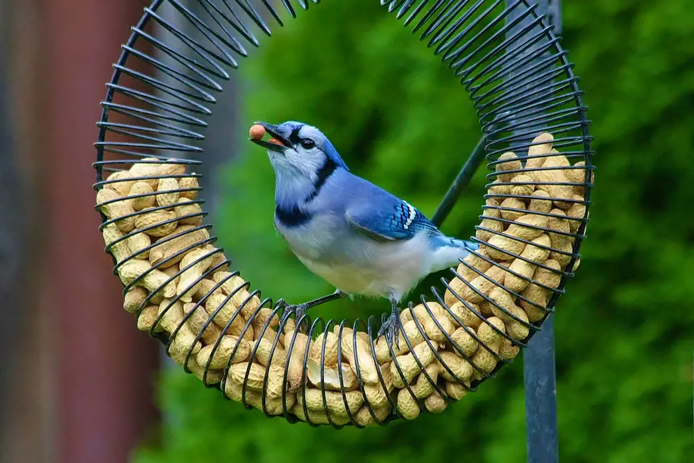 Blue jay feeder