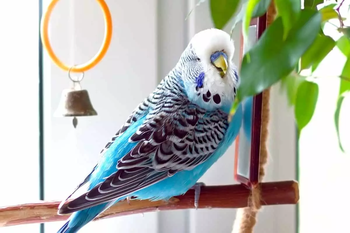 Blue parakeet budgie