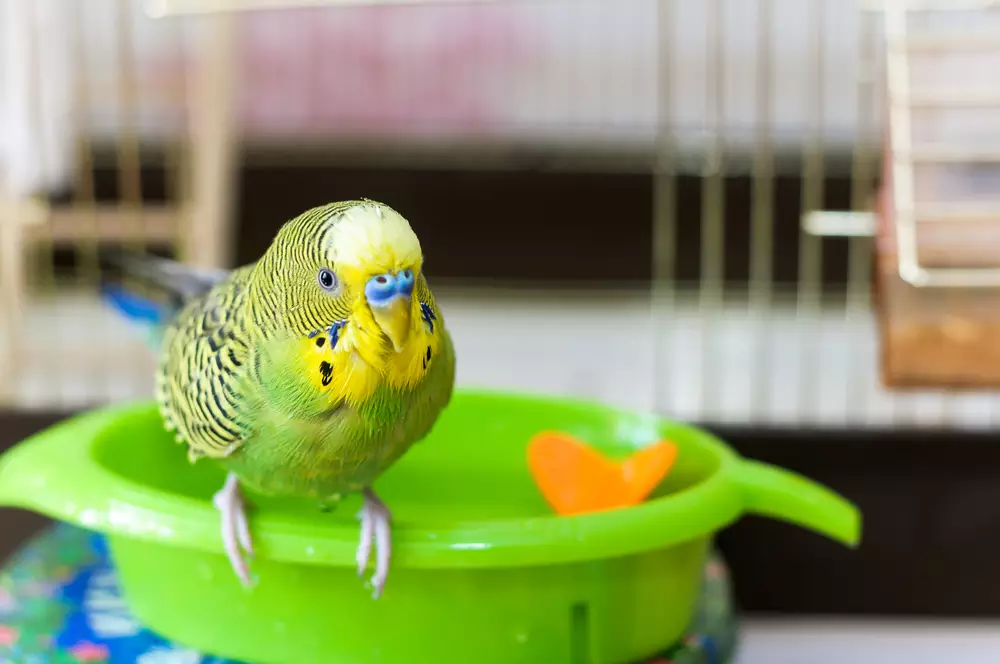 Budgerigar on the bird cage