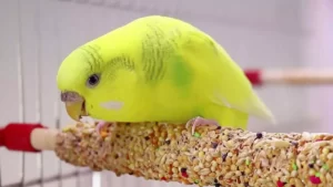 Budgie Food