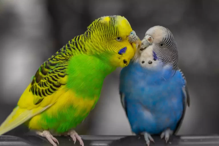 Budgies