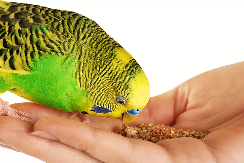 Budgies Eats