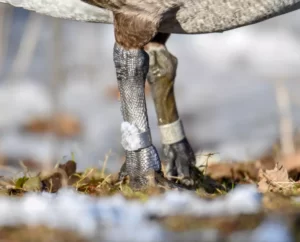 Canada goose band close up