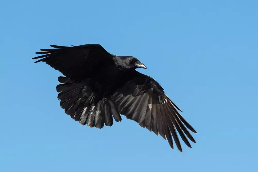 Carrion Crow