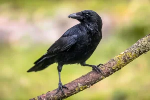 Carrion crow (Corvus corone)