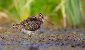 Common Snipe