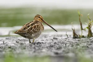 Common Snipe (Gallinago gallinago)