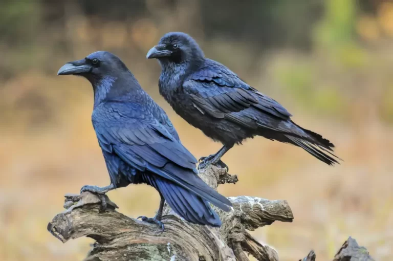 Common raven on old stump
