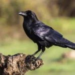 Corvus corax, raven