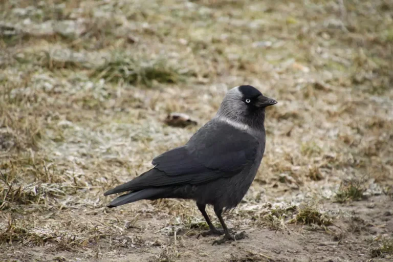 Crow bird black
