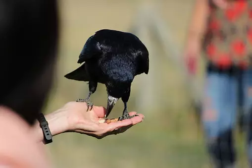 Crow in hand
