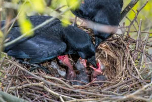 Crow parents feeding