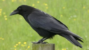 Crow perched, raven