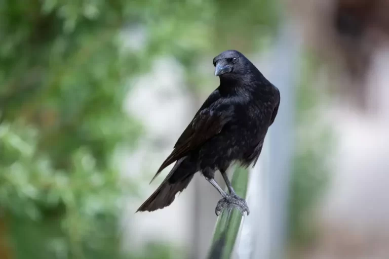 Crow resting