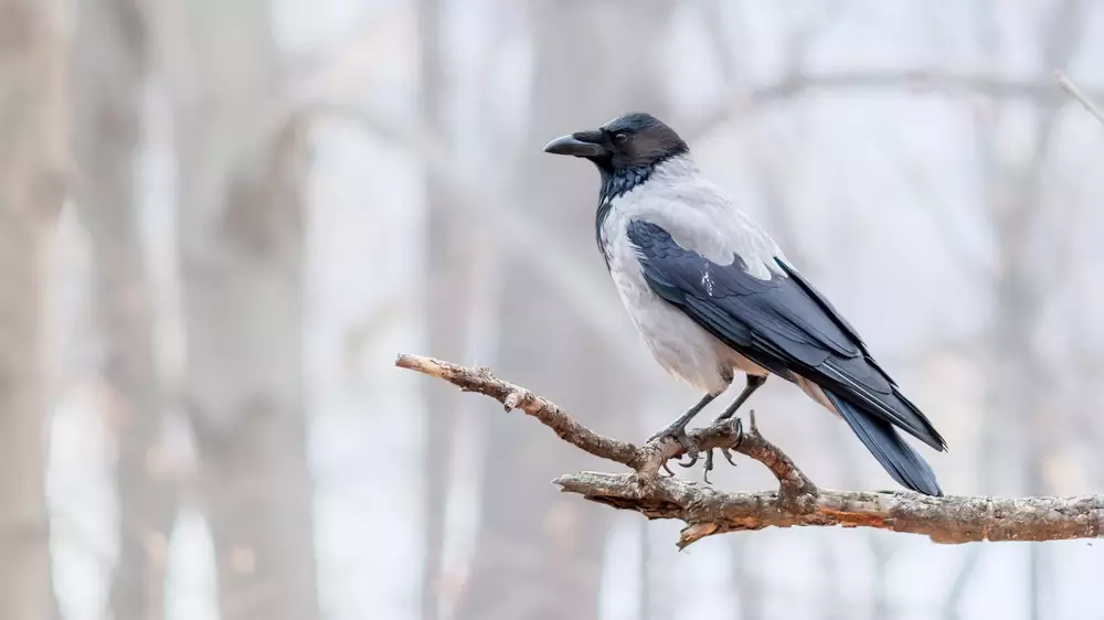 Crow sitting on a tree