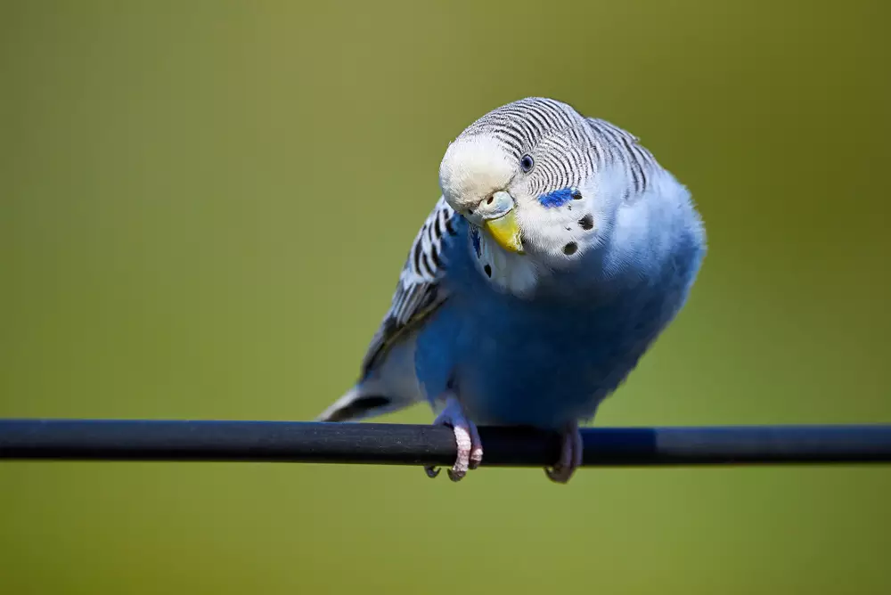 Curious Budgie Bird