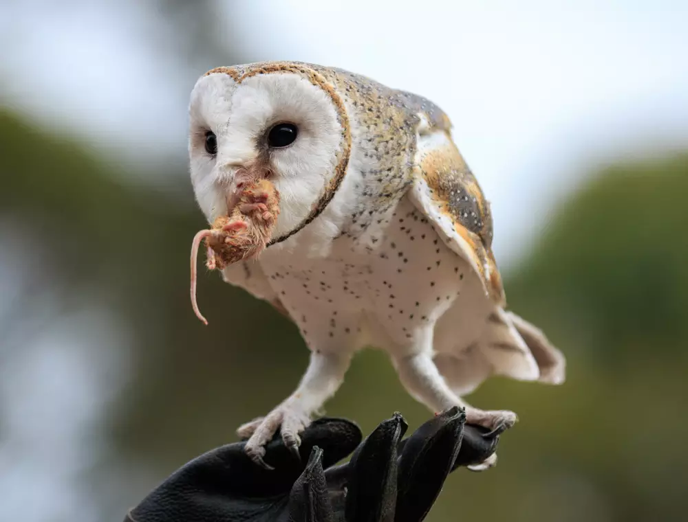 Cute barn owl