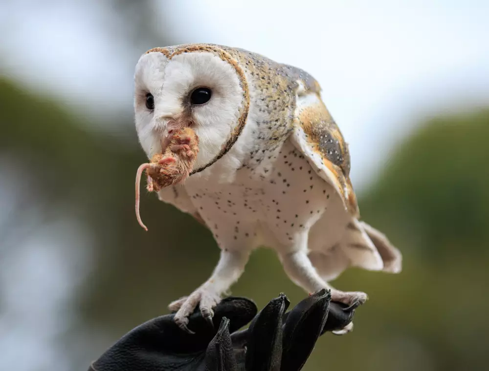 what-does-it-mean-when-an-owl-shakes-its-head-my-bird-garden