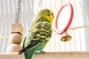 Cute green budgie