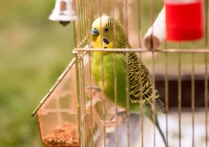 Cute green budgie in cage