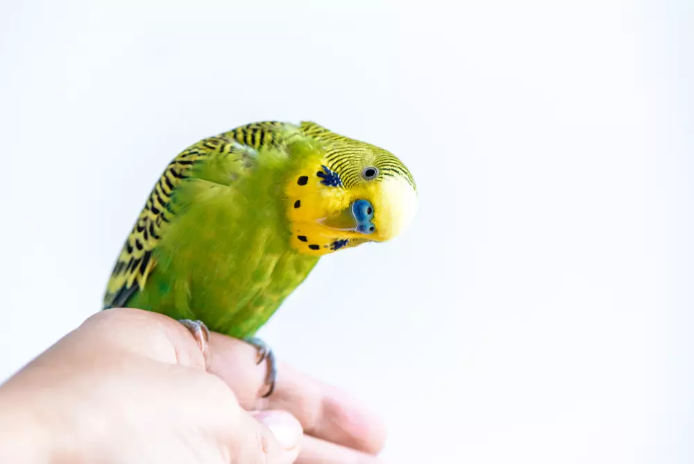 Cute green budgie parrot sits