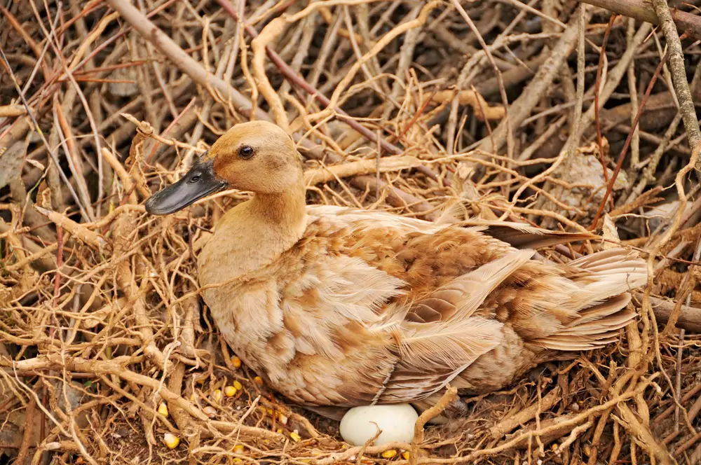 Duck taking care of her eggs