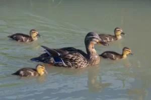 Ducklings and Duck