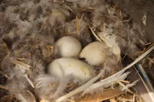 Eggs of wild greylag goose