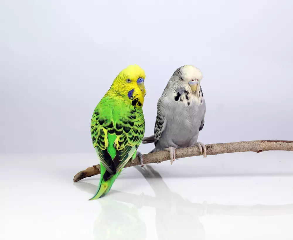 English Exhibition budgies